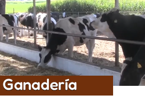 ganaderia